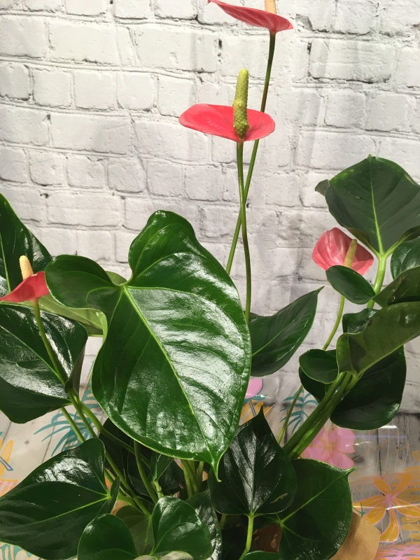 Gift Wrapped Anthurium