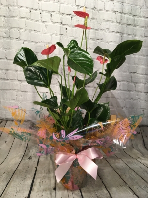 Gift Wrapped Anthurium