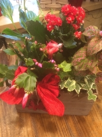 Christmas Indoor Planter   Reds   Loving Embrace Planter