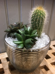 Cacti and Succulent Arrangement