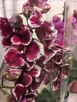Florist choice Phalaenopsis Orchid