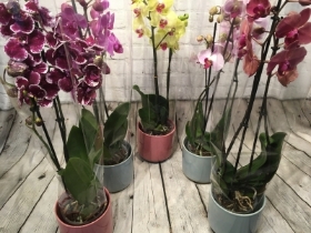 Florist choice Phalaenopsis Orchid