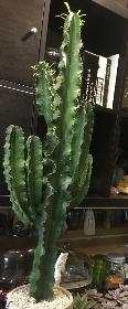 Euphorbia 'Acrurensis'