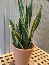 Sansevieria with decorative container.
