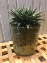 Haworthia in a glass container