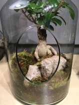 Bonsai in a Glass Bottle