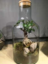 Bonsai in a Glass Bottle